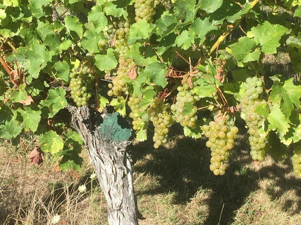 Vineyard Cottage In Blenheim On The Golden Mile المظهر الخارجي الصورة