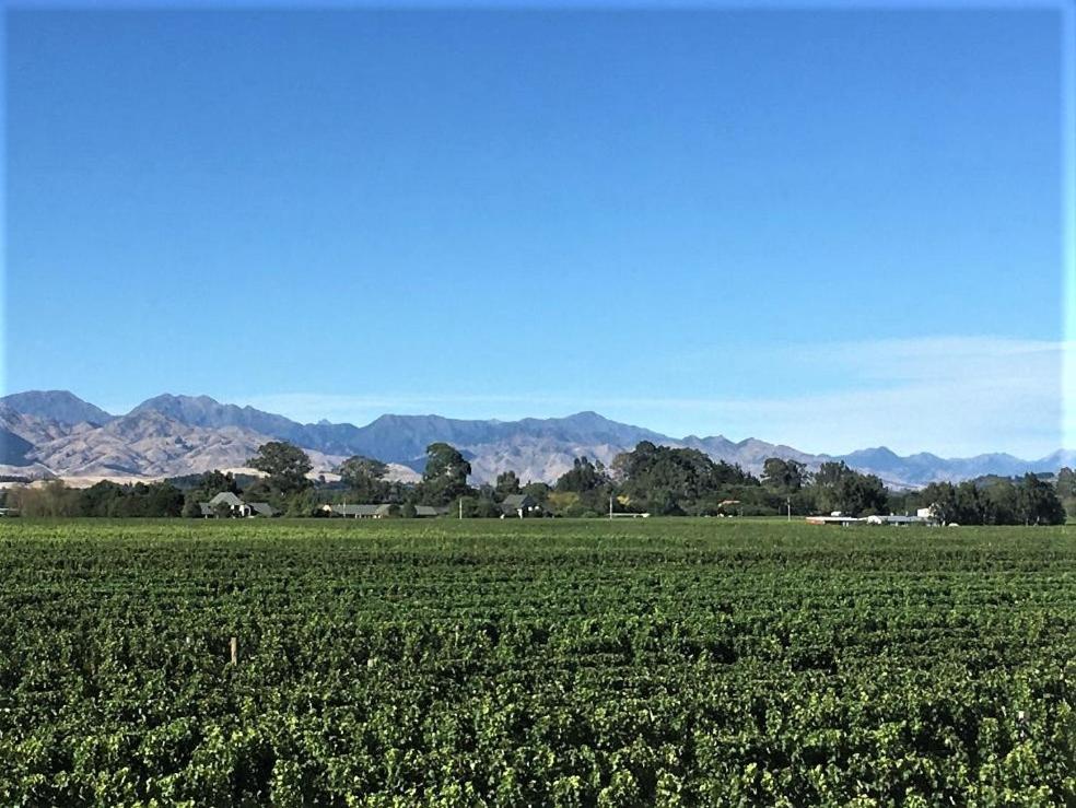 Vineyard Cottage In Blenheim On The Golden Mile المظهر الخارجي الصورة