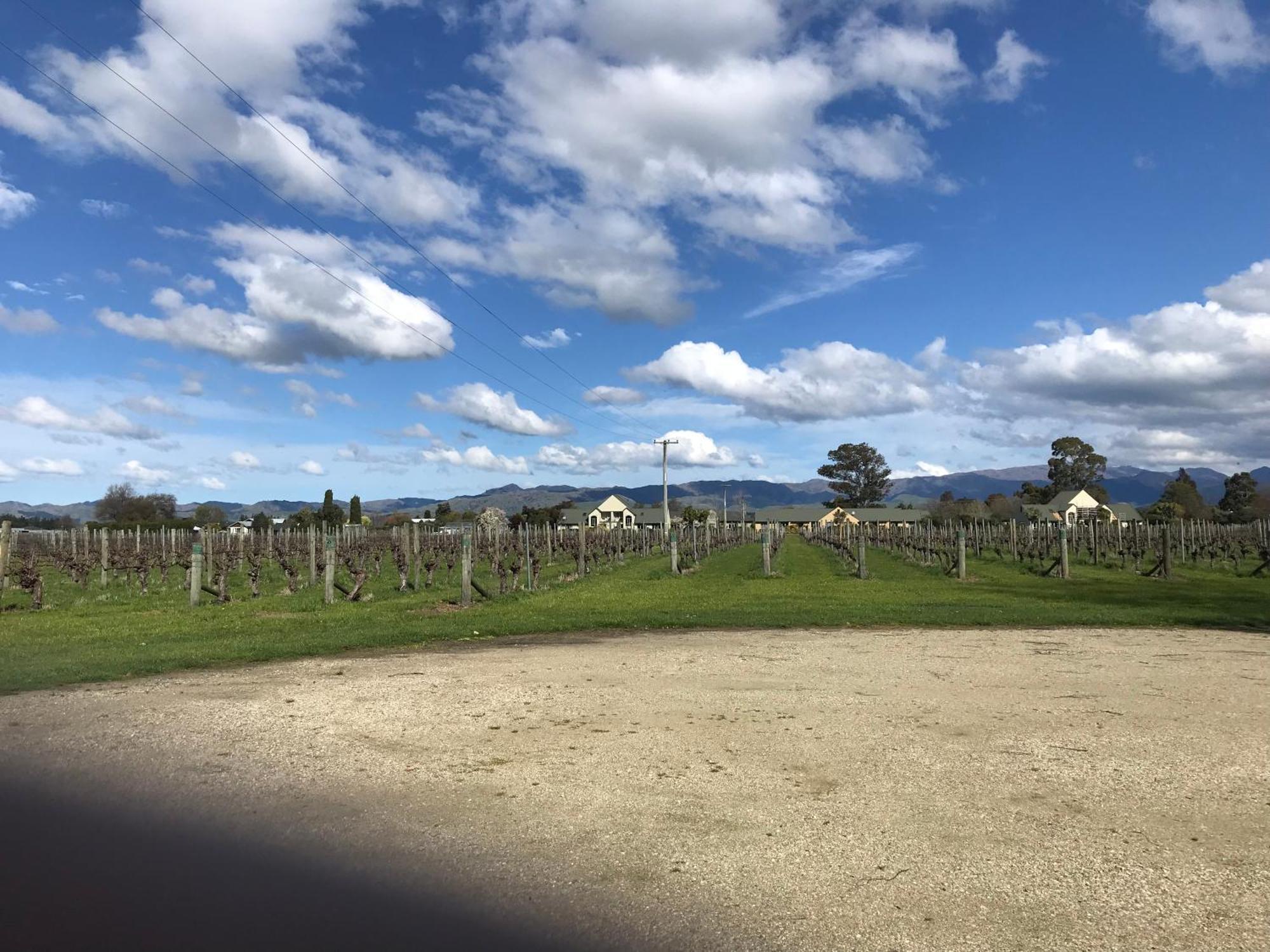 Vineyard Cottage In Blenheim On The Golden Mile المظهر الخارجي الصورة
